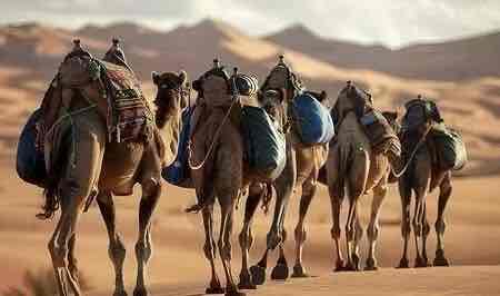 ɳĮ�׽𱣻�������һ������Ϊ���꽡��������