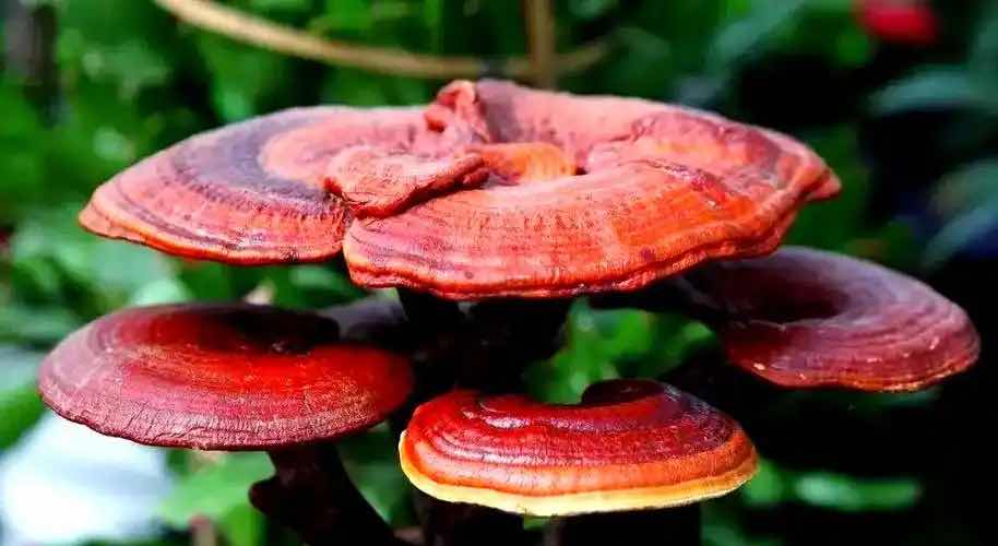 孙思邈的灵芝养生智慧,千古名方里的“上药”传承 孙思邈的灵芝养生智慧,千古名方里的“上药”传承